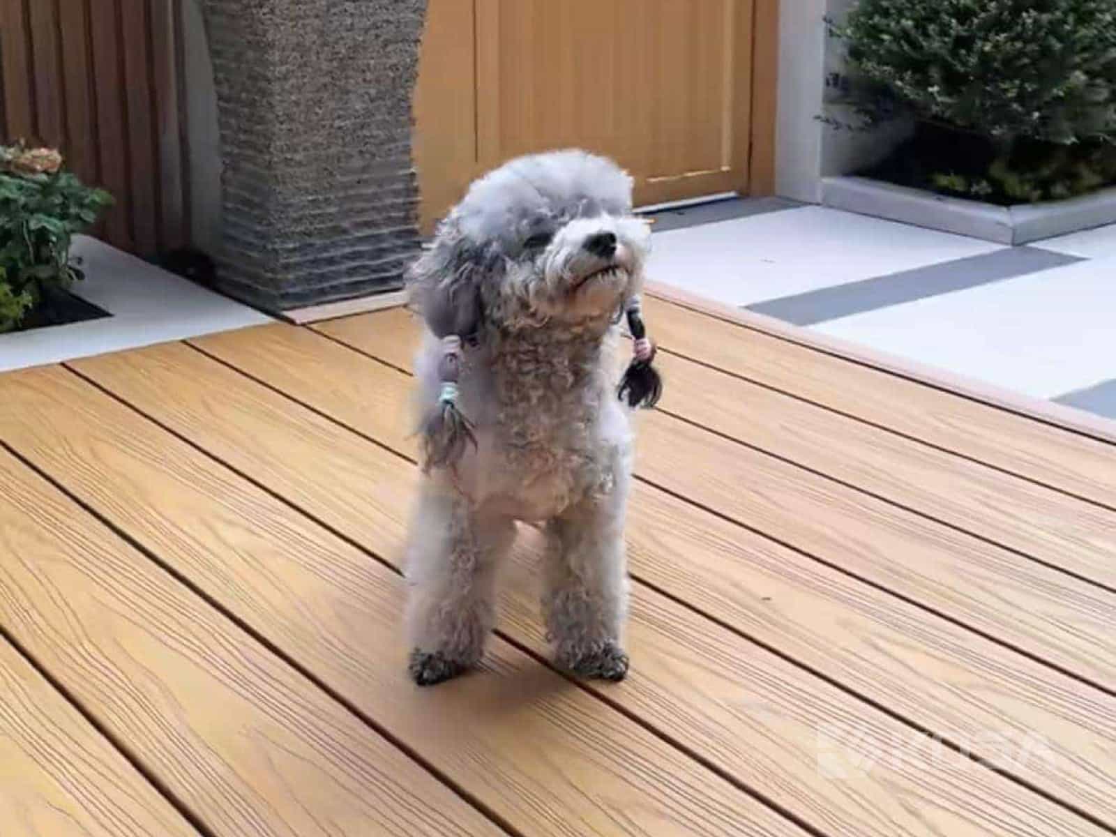 WPC Co-extruded Decking boards